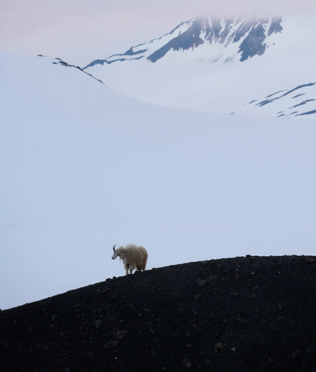 ایجاد تعادل در ترکیب‌بندی