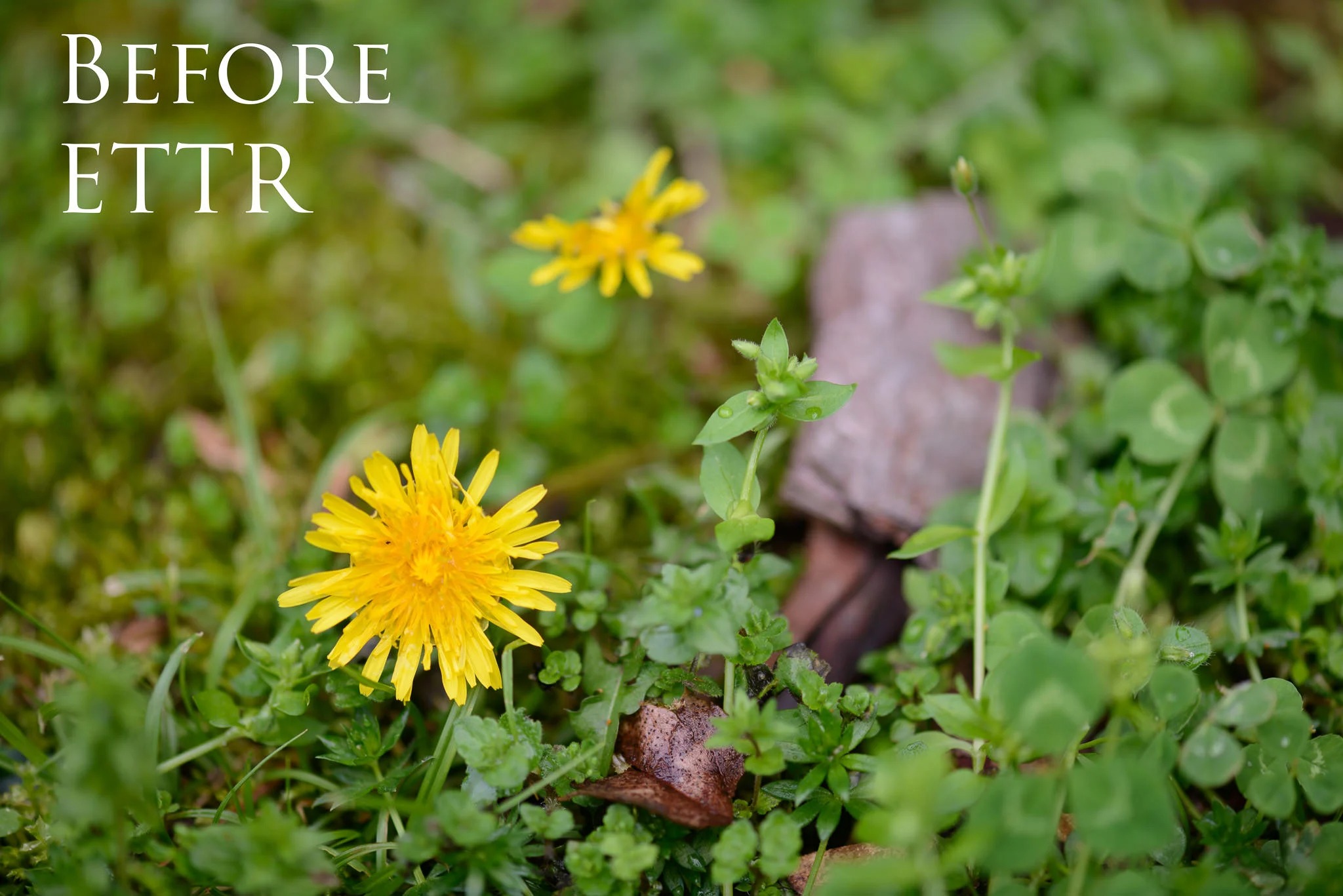 2. مقایسه کیفیت تصویر (Image Quality Comparisons)