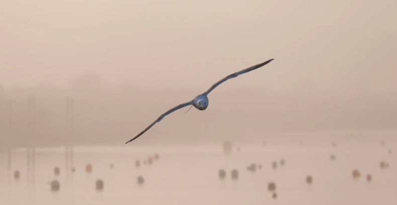 چگونه عمق میدان عکس خود را با دقت کنترل کنیم