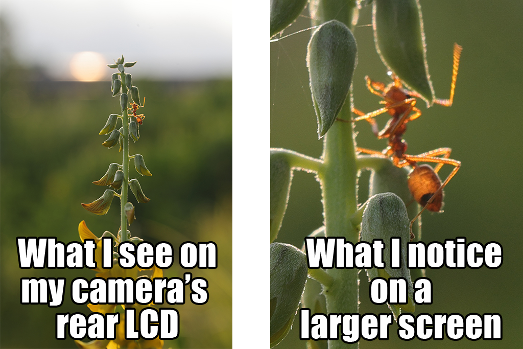 ۴. بزرگنمایی (Magnify)