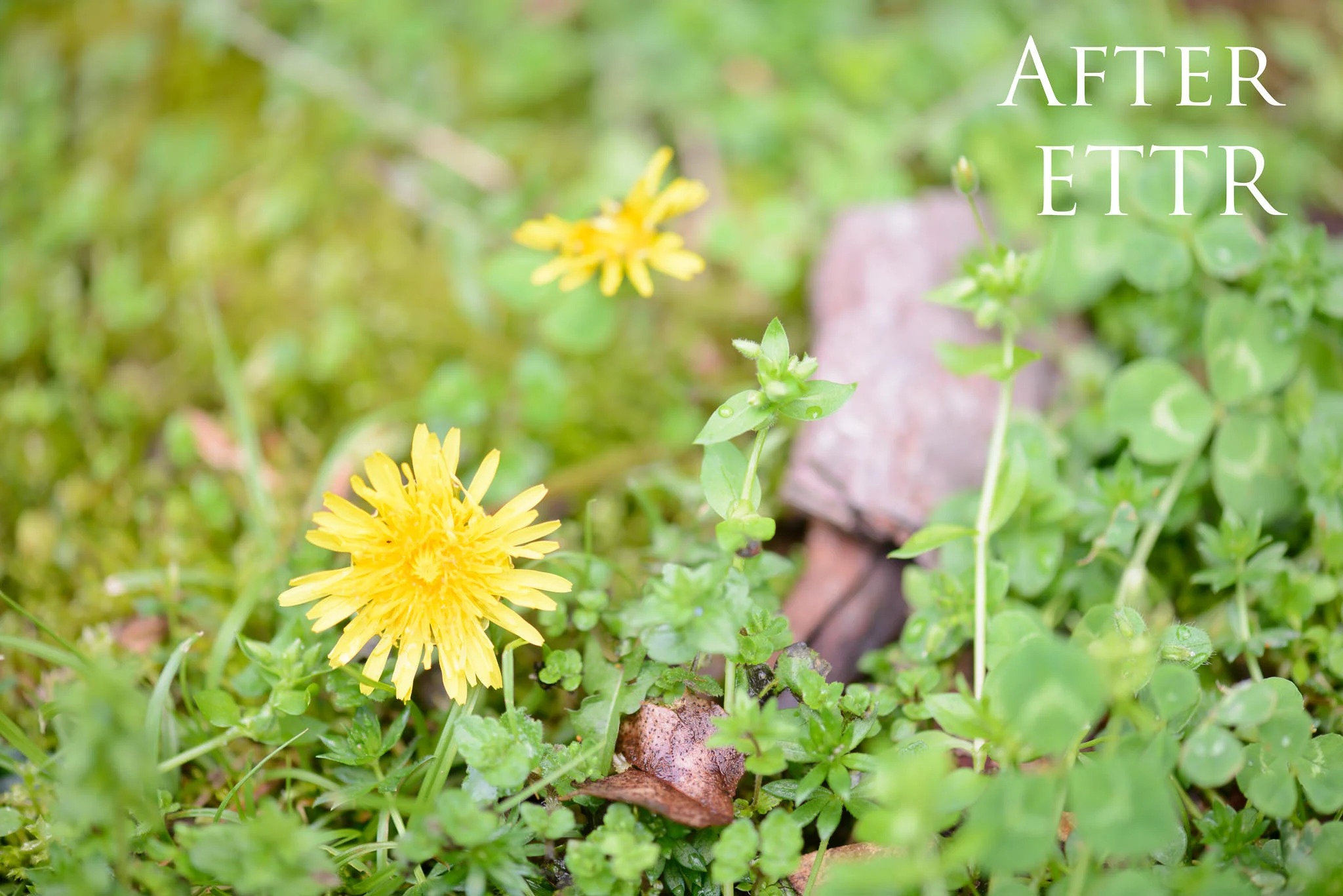 2. مقایسه کیفیت تصویر (Image Quality Comparisons)