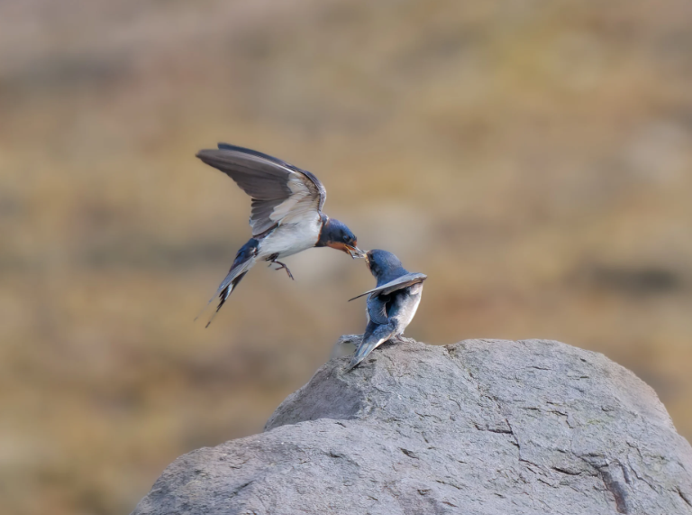 چگونه عمق میدان عکس خود را با دقت کنترل کنیم