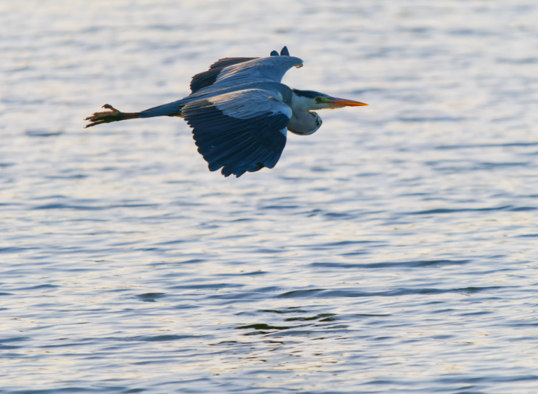 کنترل عمق میدان در عکاسی